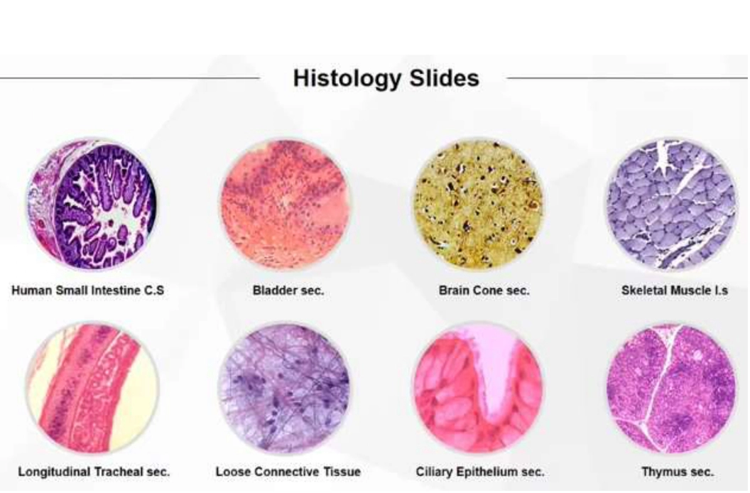 histology slides