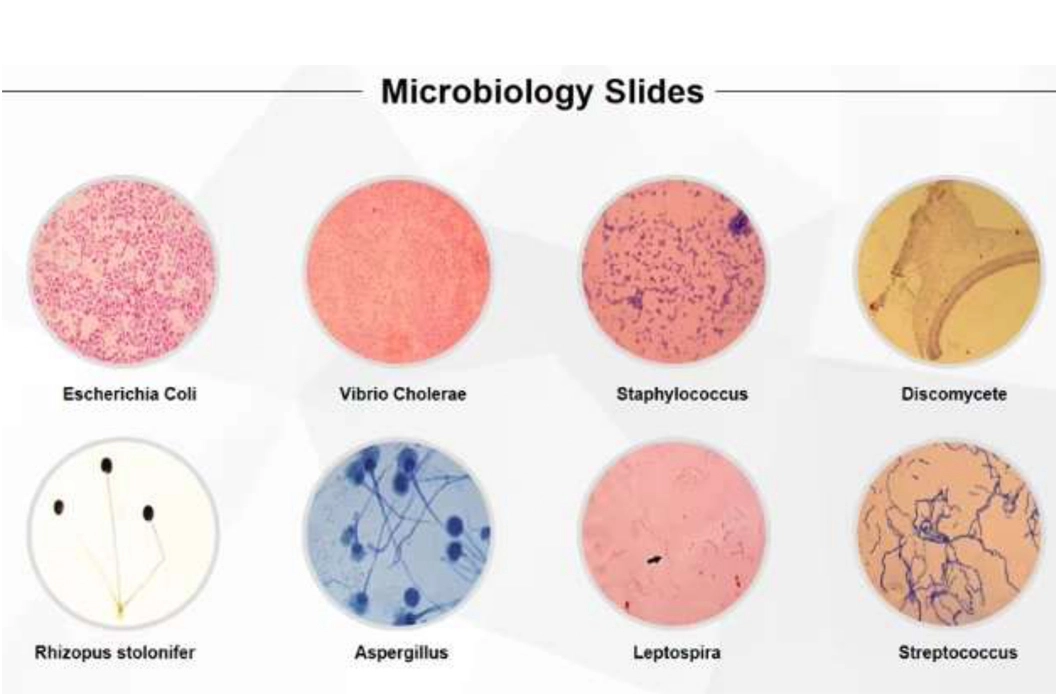 silde microbiology