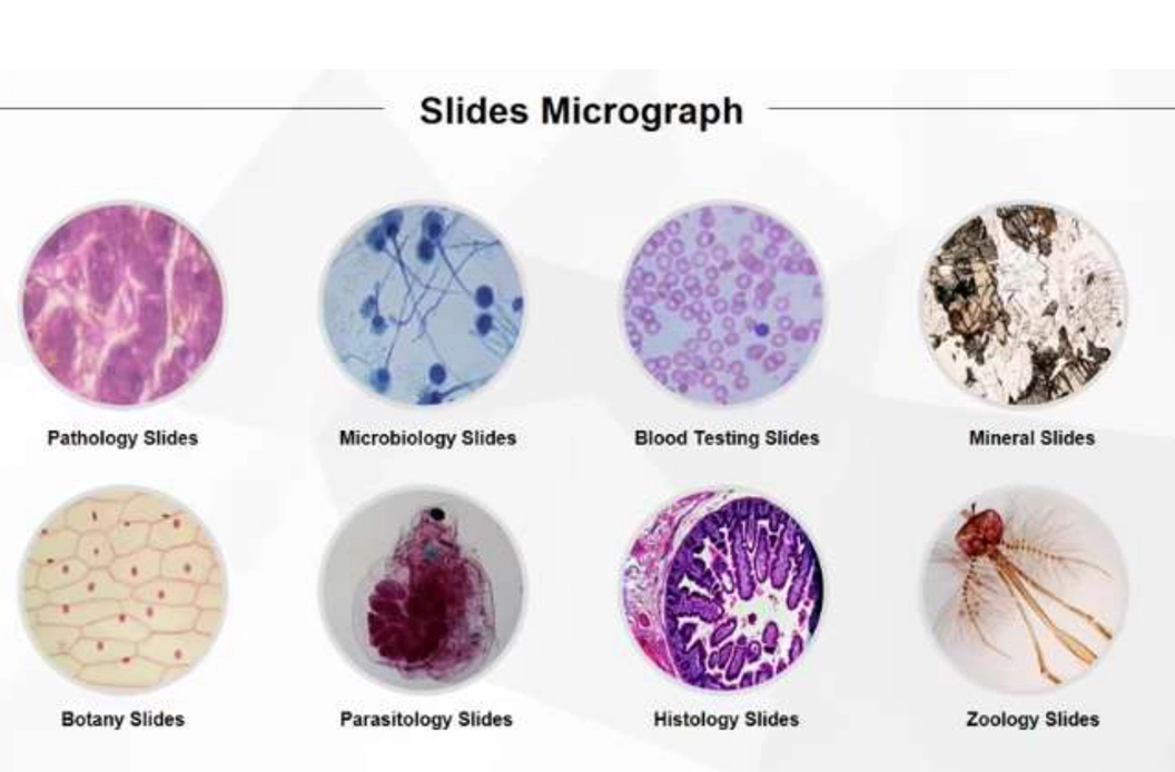 silde micrograph